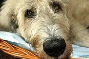 Tierisch fit durch den Winter - TIER.TV zeigt Herrchen und Frauchen, wie ihr Hund im Winter fit bleibt Bild: Tierisch fit durch den Winter - TIER.TV zeigt Herrchen und Frauchen, wie ihr Hund im Winter fit bleibt