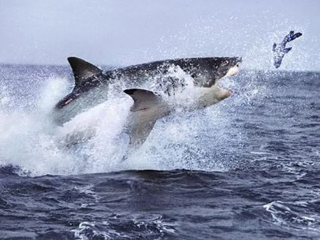 Bild: Willkommen bei den Haien, kleiner Fisch