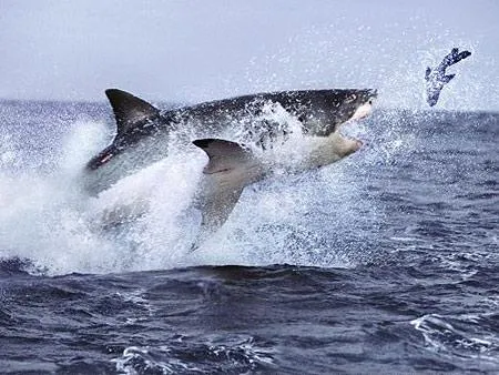 Willkommen bei den Haien, kleiner Fisch Bild: Willkommen bei den Haien, kleiner Fisch
