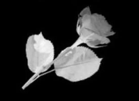 Bild: Eine wahre Geschichte einer außergewöhnlichen Liebe -  schön und schmerzhaft, leidenschaftlich und lustvoll