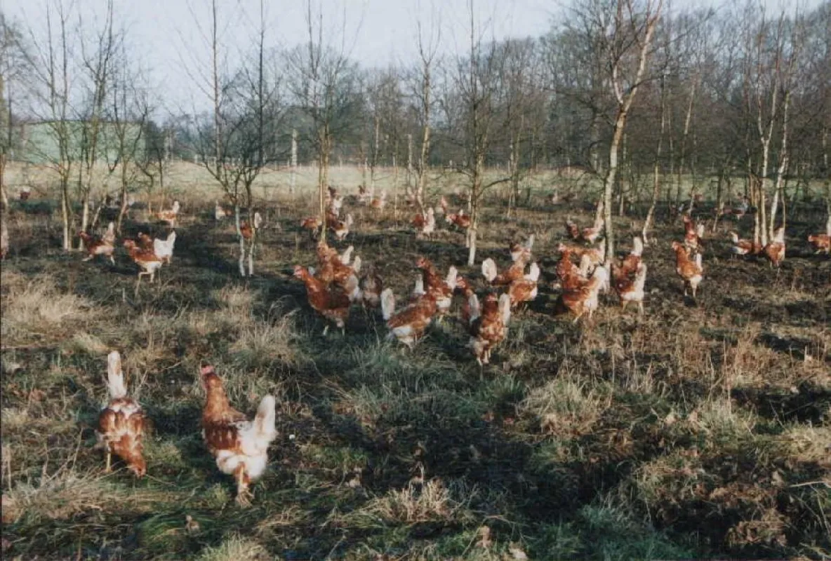 Ausläufe mit niedrigem, engem Baumbestand wie dieser werden von Legehennen gut angenommen, weil sie große Sicherheit vor Greifvögeln bieten. © E. Wendt / AGfaN e.V.