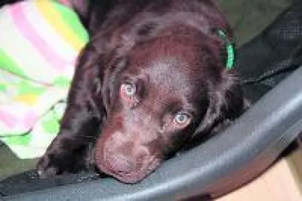 Was steckt in handelsüblichem Trockenfutter für Hunde? Bild: Was steckt in handelsüblichem Trockenfutter für Hunde?