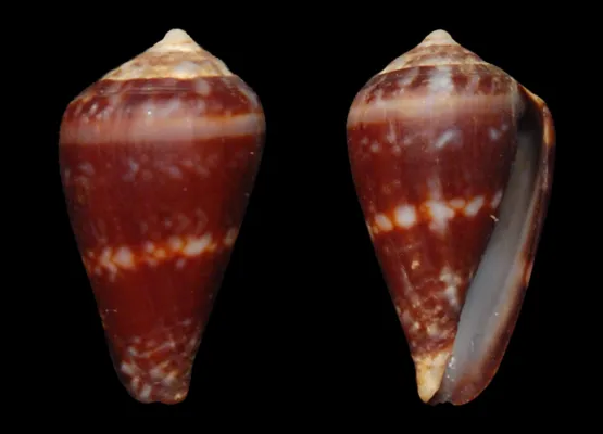 Bild: Seit fast 40 Jahren vermisst: Meeresschnecke gilt seit heute als ausgestorben