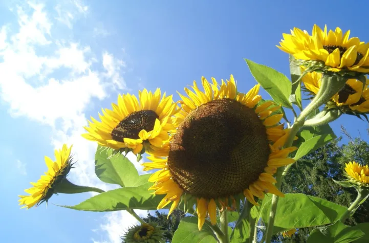 Bild: Die Tour de France und Deutschland