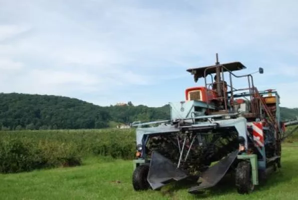 Bild: An der sächsischen Elbe hat die Aroniabeeren-Ernte 2008 begonnen