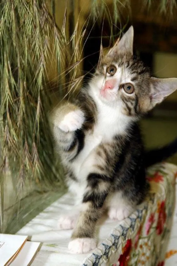 Katzen sind neugierig und gerne auf der Jagd nach intelligenten Spielen.