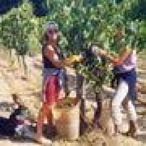 Bild: Enogastronomische Entdeckungsreisen durch die Toskana