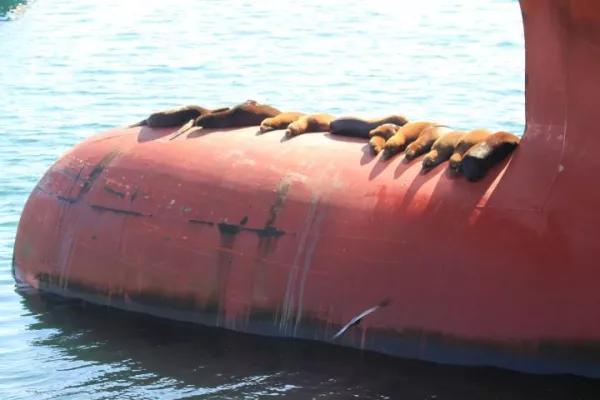 Bild: Ein Kapitän zur See erzählt von seinen Abenteuern auf den Weltmeeren