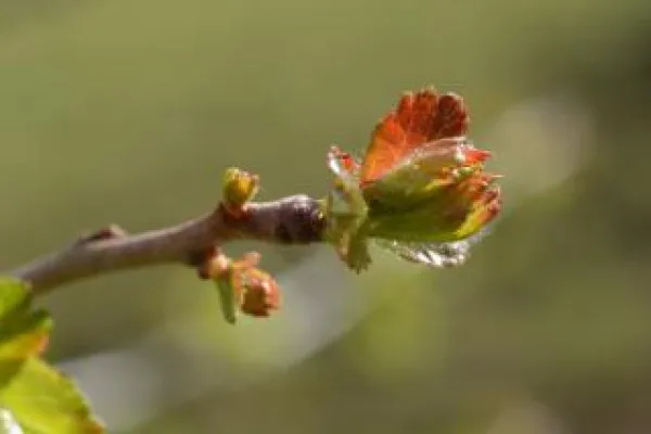 Bild: Gemmotherapie – die Knospenernte beginnt