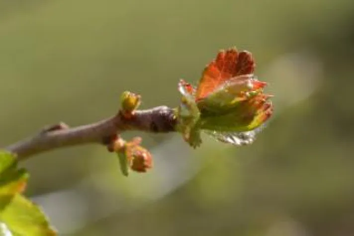 Bild: Gemmotherapie – die Knospenernte beginnt