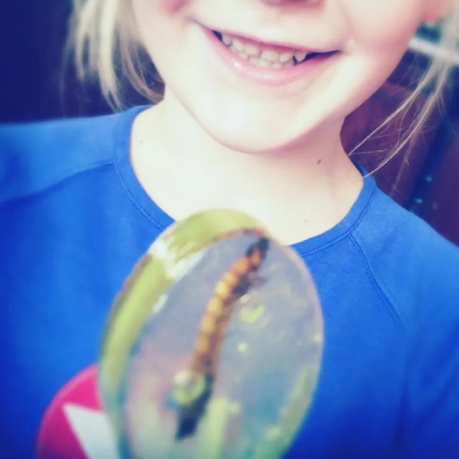 Essbare Insekten einfach online bestellen insektenlutscher.de