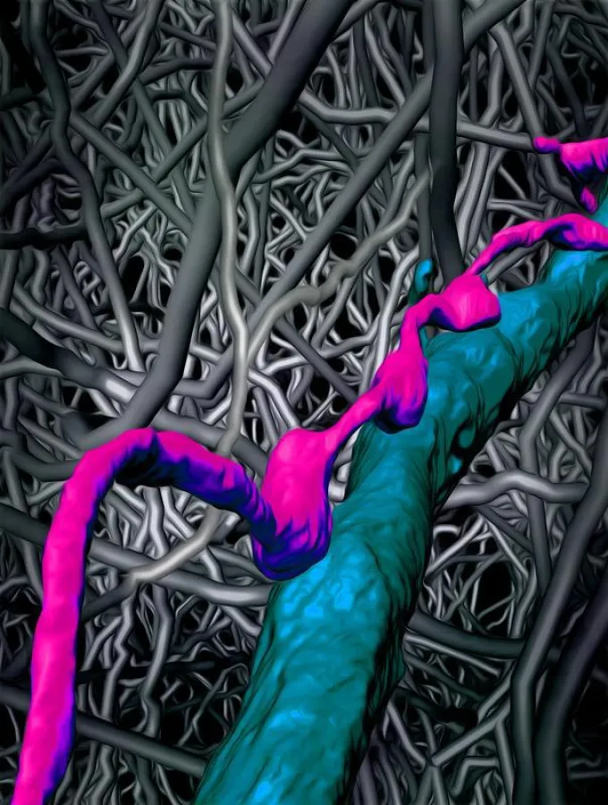 The dense neuronal network of the medial entorhinal cortex (neuronal cables in grey) and the surprisingly precise pattern of synapses found in this part of the brain shown in color. (Max Planck Instit