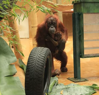 Bild: Aus Floh wird Yenko