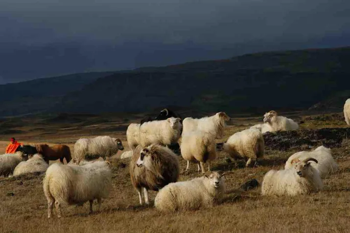 Bild: Jetzt wieder erhältlich: Frisches Salzwiesenlamm aus Island.