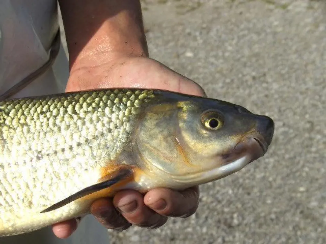 Nase - Chondrostoma nasus (Foto: Gut Kerschlach)