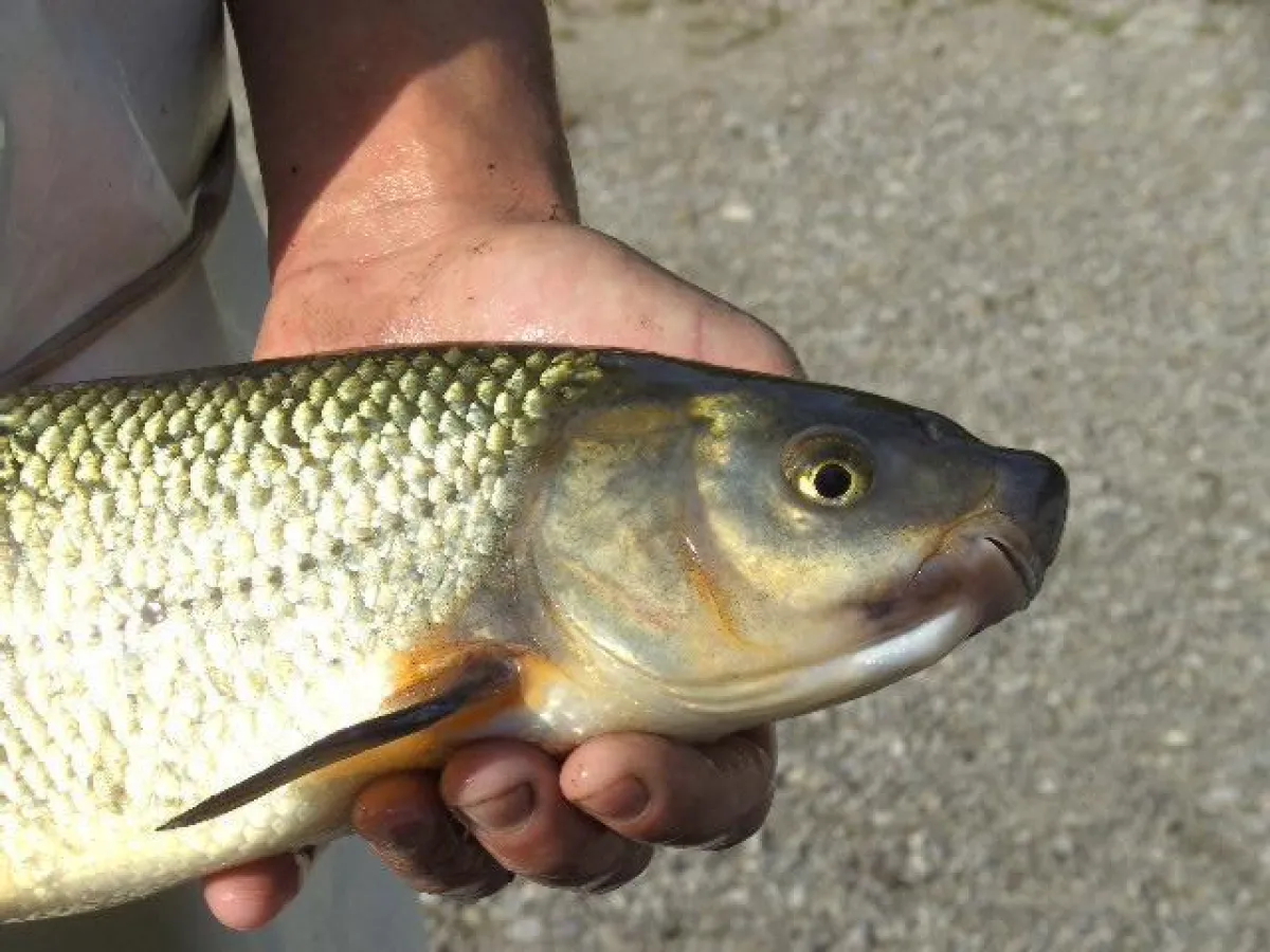 Nase - Chondrostoma nasus (Foto: Gut Kerschlach)