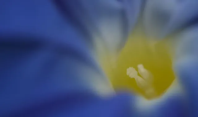 Bild: Pflanzenfotografie mal anders: Fotoseminar "Kreative Pflanzenfotografie" im Botanischen Garten Berlin Dahlem