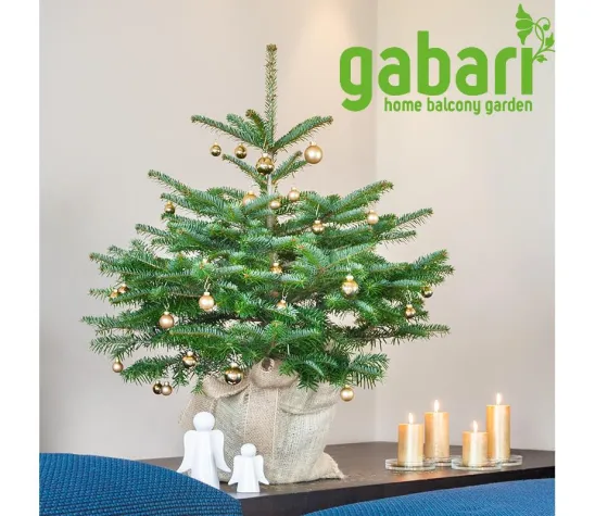 Bild: Logistikbranche massiv überlastet – gabari hat die Lösung für die Weihnachtsbaumlieferung