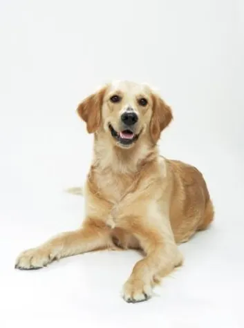 Mit Bello und Co. in die Ferien Bild: Mit Bello und Co. in die Ferien