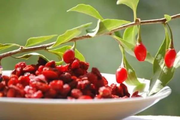 Bild: Warum Goji Beeren aus Tibet das Superfood Nr. 1 sind
