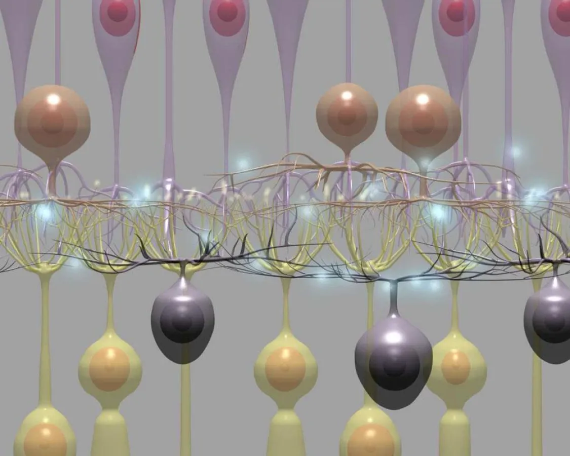 3D in der Medizin: Vernetzte Sehzellen. Grafik: Tri-Vision