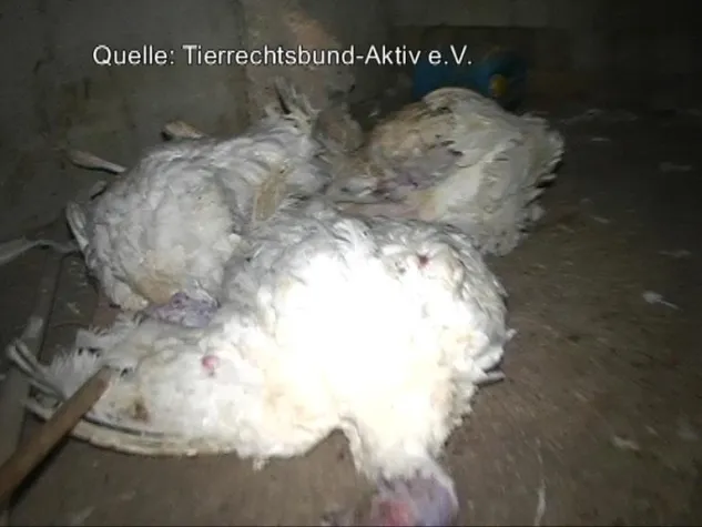 Fleischskandal bei Heidemark - Tierrechtsbund Aktiv bestätigt katastrophale Zustände Bild: Fleischskandal bei Heidemark - Tierrechtsbund Aktiv bestätigt katastrophale Zustände
