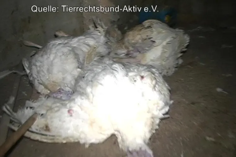 Bild: Fleischskandal bei Heidemark - Tierrechtsbund Aktiv bestätigt katastrophale Zustände