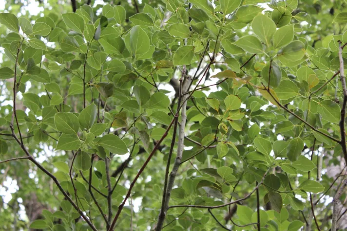 Bild: Ätherische Öle im Herbst: weniger Infekte, mehr Freude