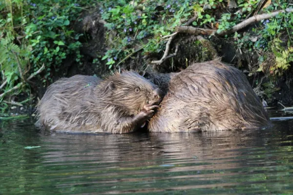 Bild: Wie die Digitalisierung dem Naturschutz hilft!?