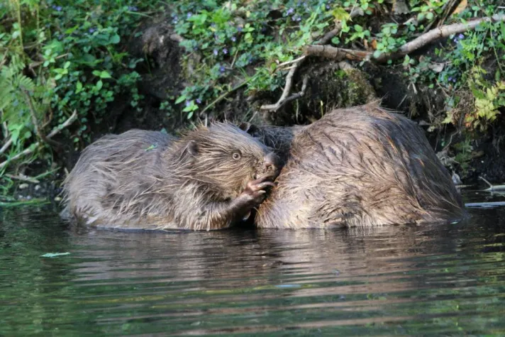 Bild: Wie die Digitalisierung dem Naturschutz hilft!?