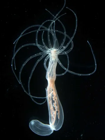 Bild: "Bodybuilding" in der Urzeit: Wie die Seeanemone ihren Rücken bekam