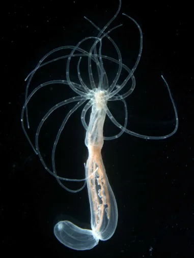 Bild: "Bodybuilding" in der Urzeit: Wie die Seeanemone ihren Rücken bekam