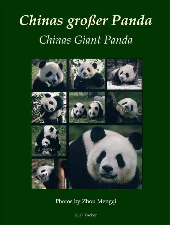 Chinas Großer Panda / Chinas Giant Panda