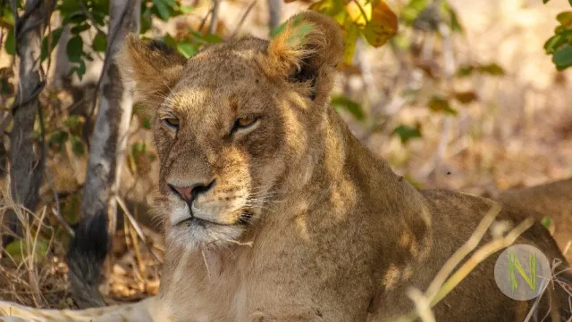 Freiwilligenarbeit geht auch ohne Gatterjagd und Streichelfarmen Bild: Freiwilligenarbeit geht auch ohne Gatterjagd und Streichelfarmen