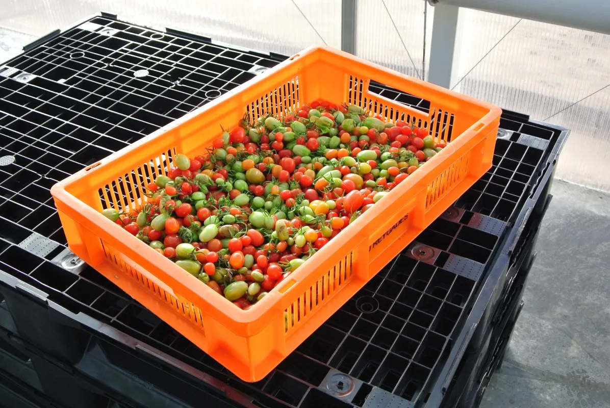 Bei der Tomatenernte sind Behälter von Gamma-Wopla und Paletten von Smart-Flow im Einsatz.