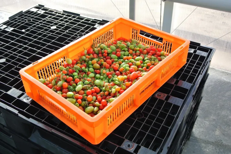 Bild: Sorgfalt bei der Tomatenernte – von der Ernte bis zum Handel