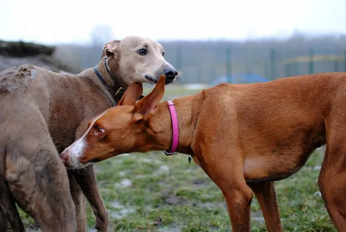 Bild: Erstes Podenco und Windhundtreffen Berlin