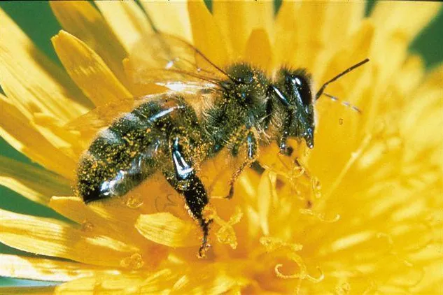 Bild: Vorsicht Bienen: Für Allergiker kann ihr Stich tödlich enden