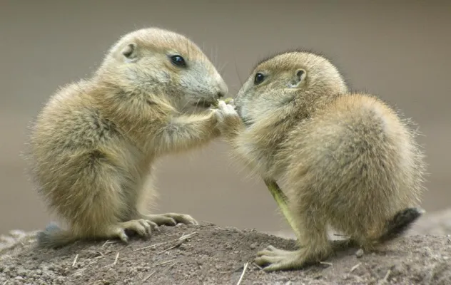 Bild: Weg vom Knipsenl: 1-tägiges Fotoseminar 'Tierfotografie' im Tiergarten Nürnberg
