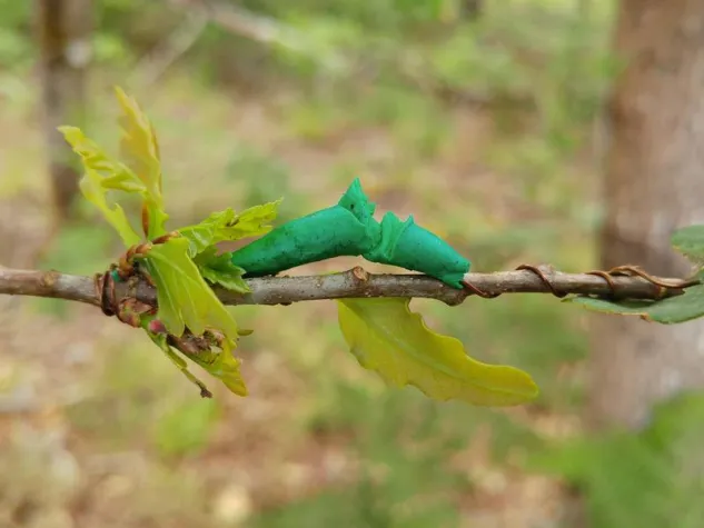 Bild: Schüler werden zu Forschern