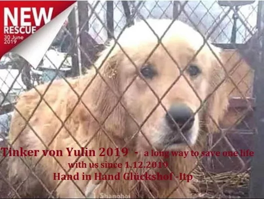 Bild: Offener Brief - Protestschreiben an China - zu Yulin 2020