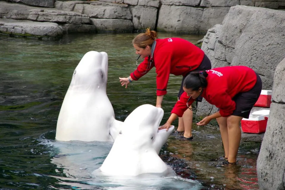 Belugas genießen die Interaktion Trainerinnen im Vancouver Aquarium | Foto: pelican,