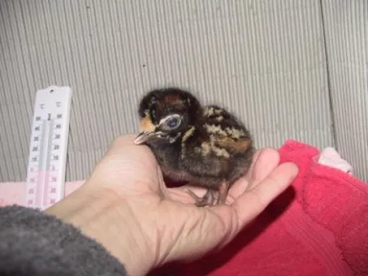 Bild: Der norddeutsche Knut hat Federn