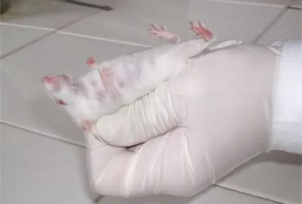 Bild: Tierversuche - EU legt neue Richtlinie vor - Ärzteverband fordert Ausstieg aus dem Tierversuch