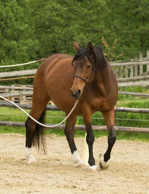 Bild: Bodenarbeit mit Pferden