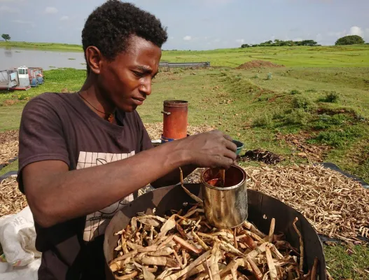 Bild: Unkraut wird zum Klimaretter; Deutsche Organisation errichtet erste Wasserhyazinthen-Kohle Produktion der Welt
