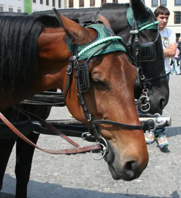 Bild: TERMIN - Demonstration "Pferdekutschen sind Mist" - Berlin – 13. August 2009