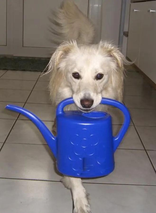 Für Übungen zu Hause sind normale Haushaltsgegenstände geeignet.