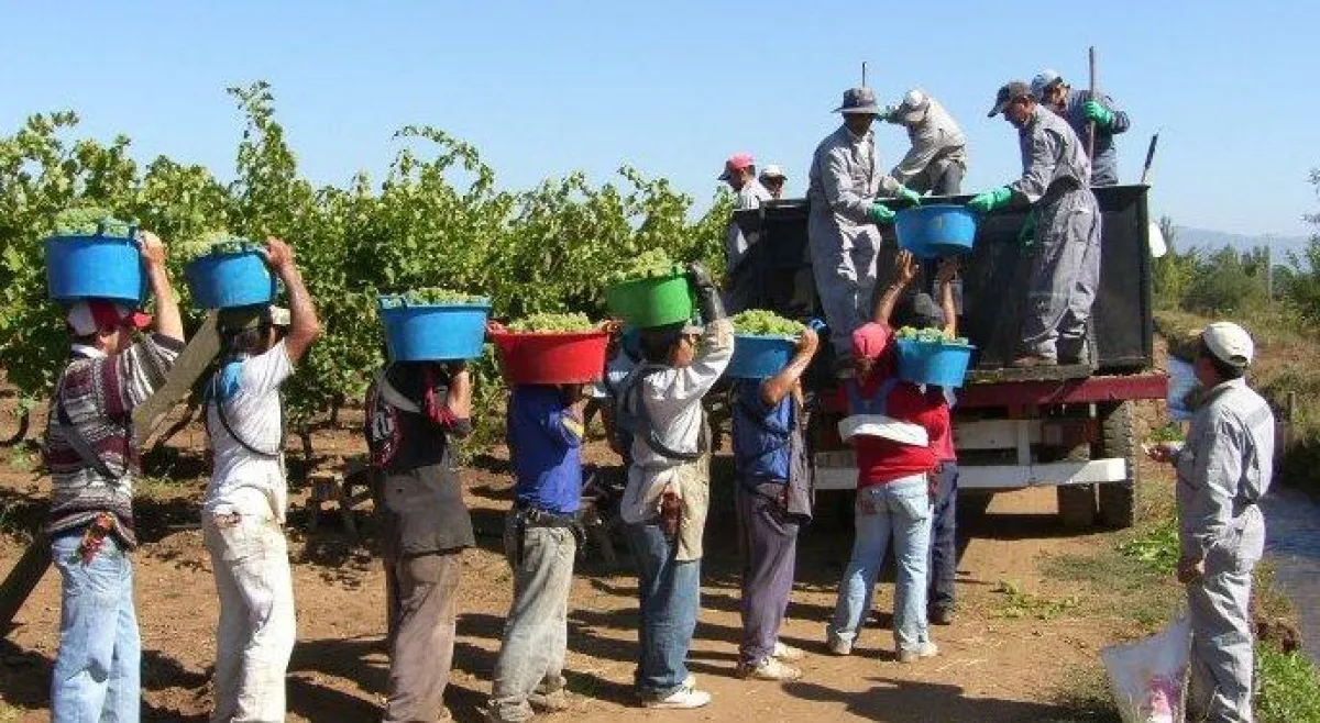Weinlese bei Espíritu de Chile