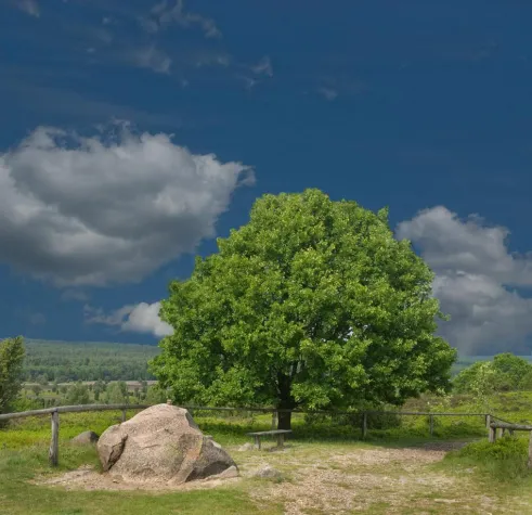 Bild: Zur Zeit der Heideblüte: Fotowanderung in der Lüneburger Heide mit der Fotoschule des Sehens